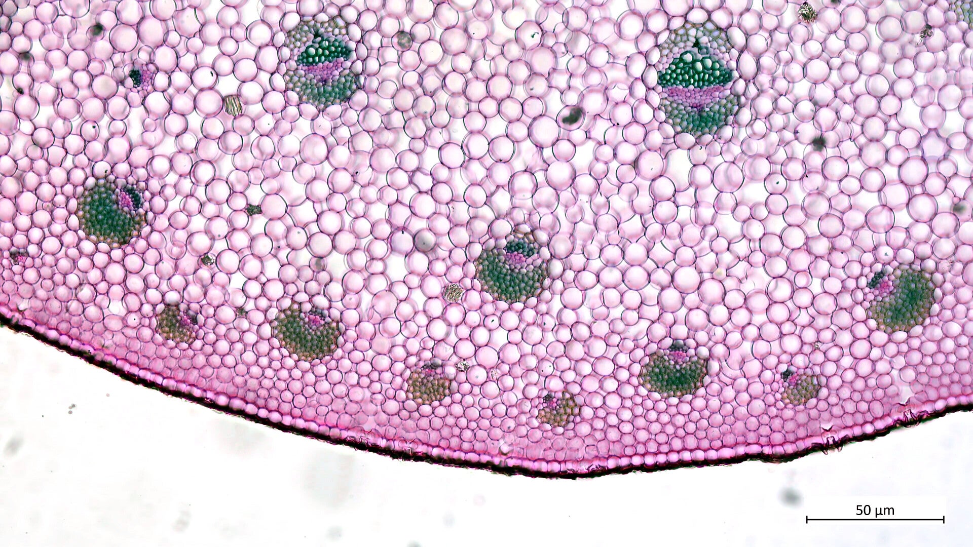 Photothèque : feuilles Monocotylédones / Feuilles de Monocotylédones ...