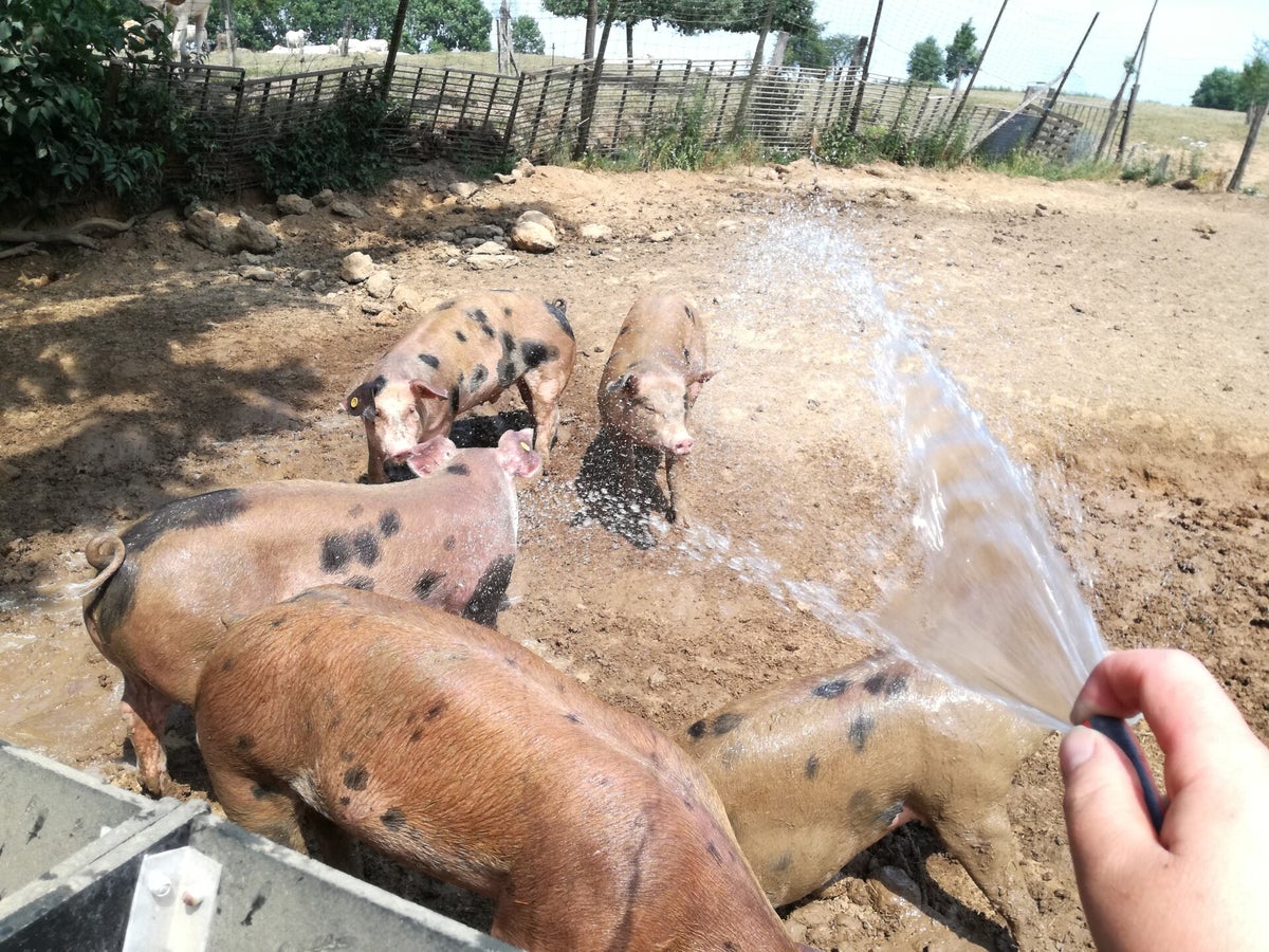 Boerderijwinkel Fromberg foto 7