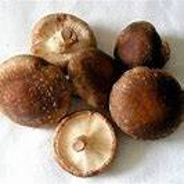 Kastanje Champignons 250 gr.