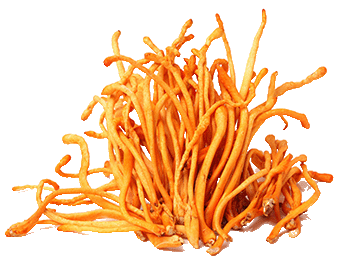 Champignon Cordyceps