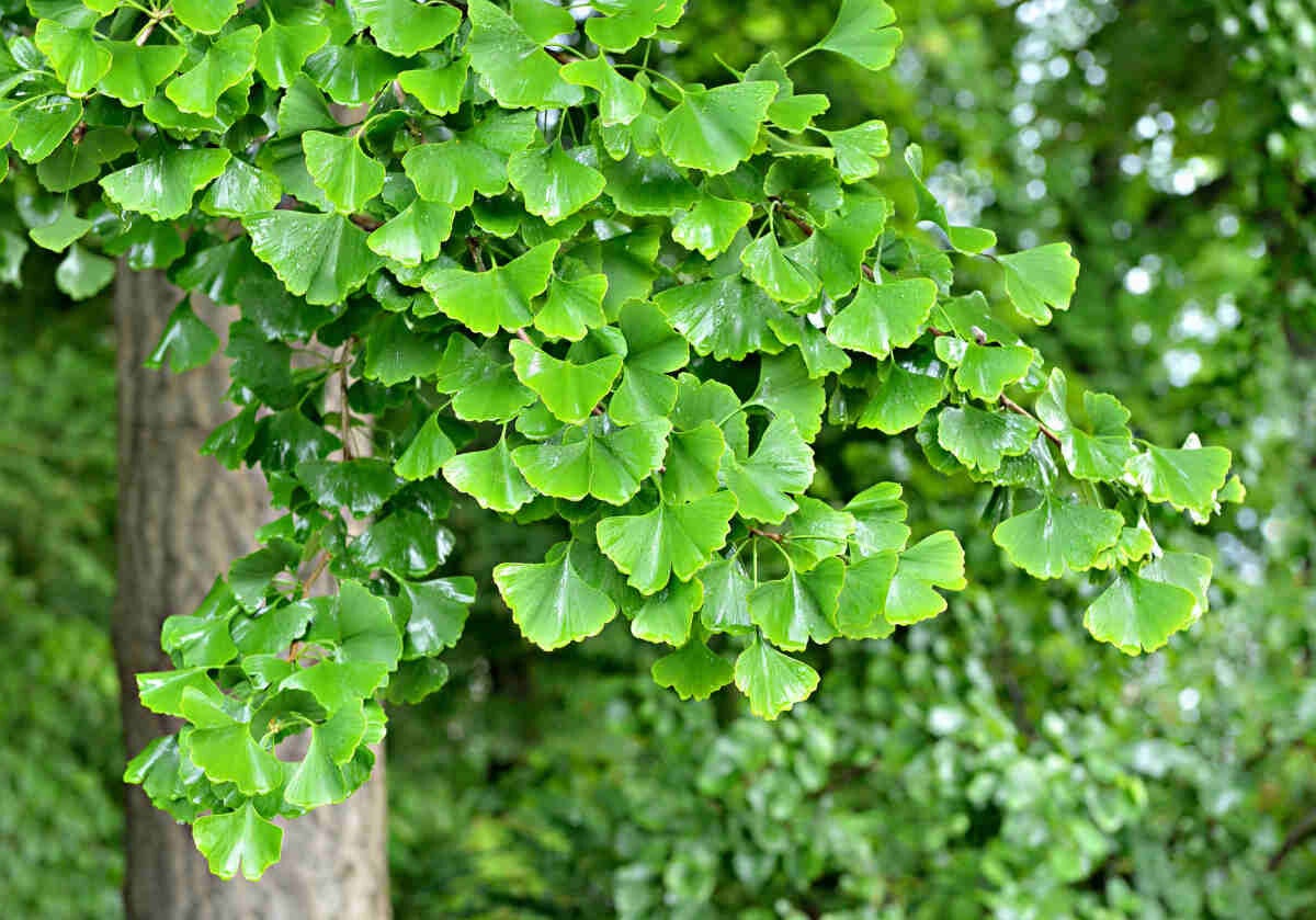 Plant de Gingko Biloba