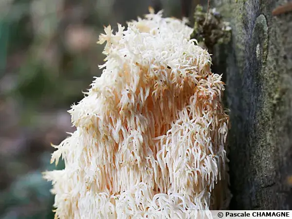 un champignon lions mane blanc sur un arbre