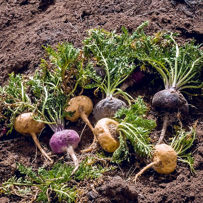 Plant de maca posé sur le sol