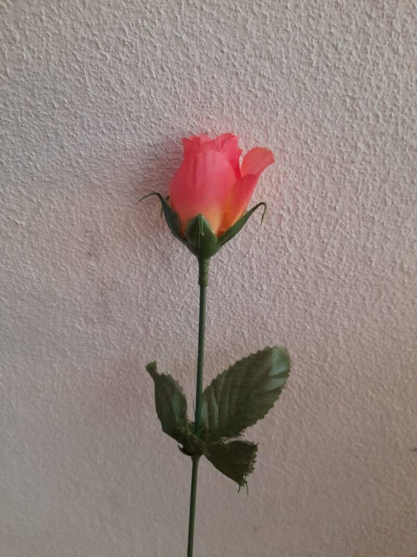 Roze roos
