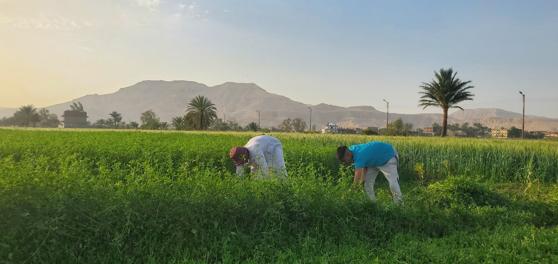 Luxor Fields Nature Village