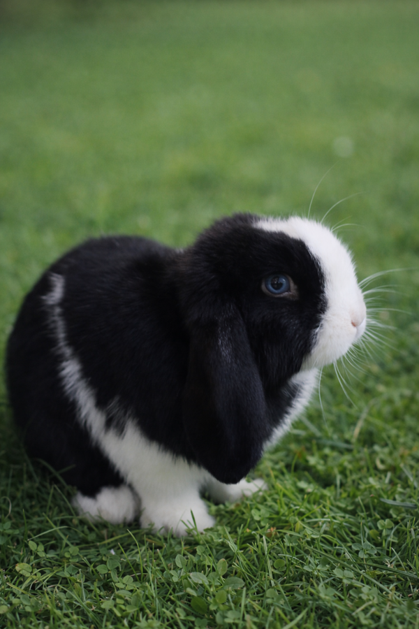 Minilop Black split 🖤🎀