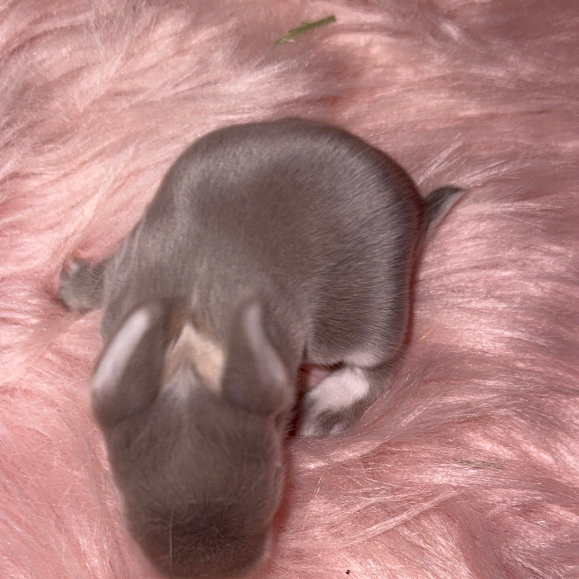 Minilop Lilac otter 🩶