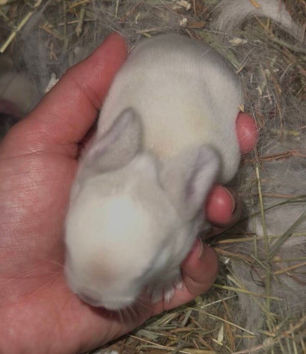 Minilop siamese 🩶
