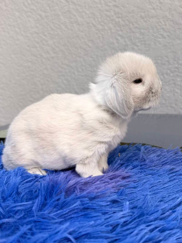 Minilop Siamese 🩶