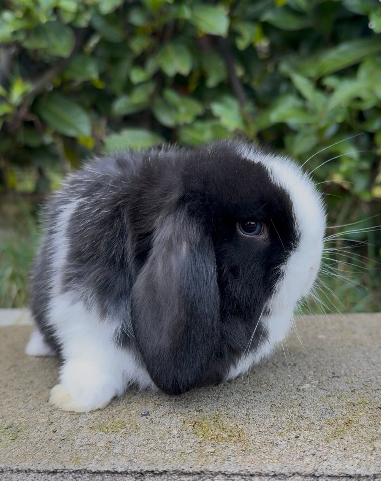 Minilop Black split 🖤🎀