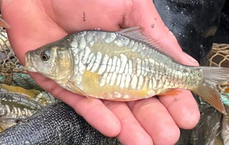 News | Banbury and District Angling Association