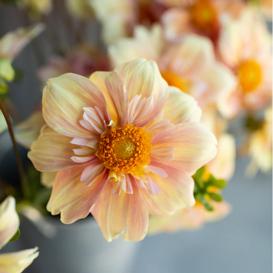 Apple Blossom