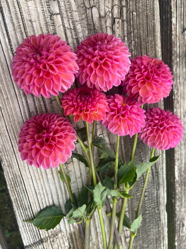 Snoho Jojo