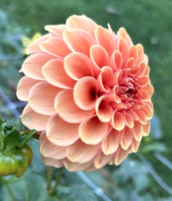 Rose Toscano