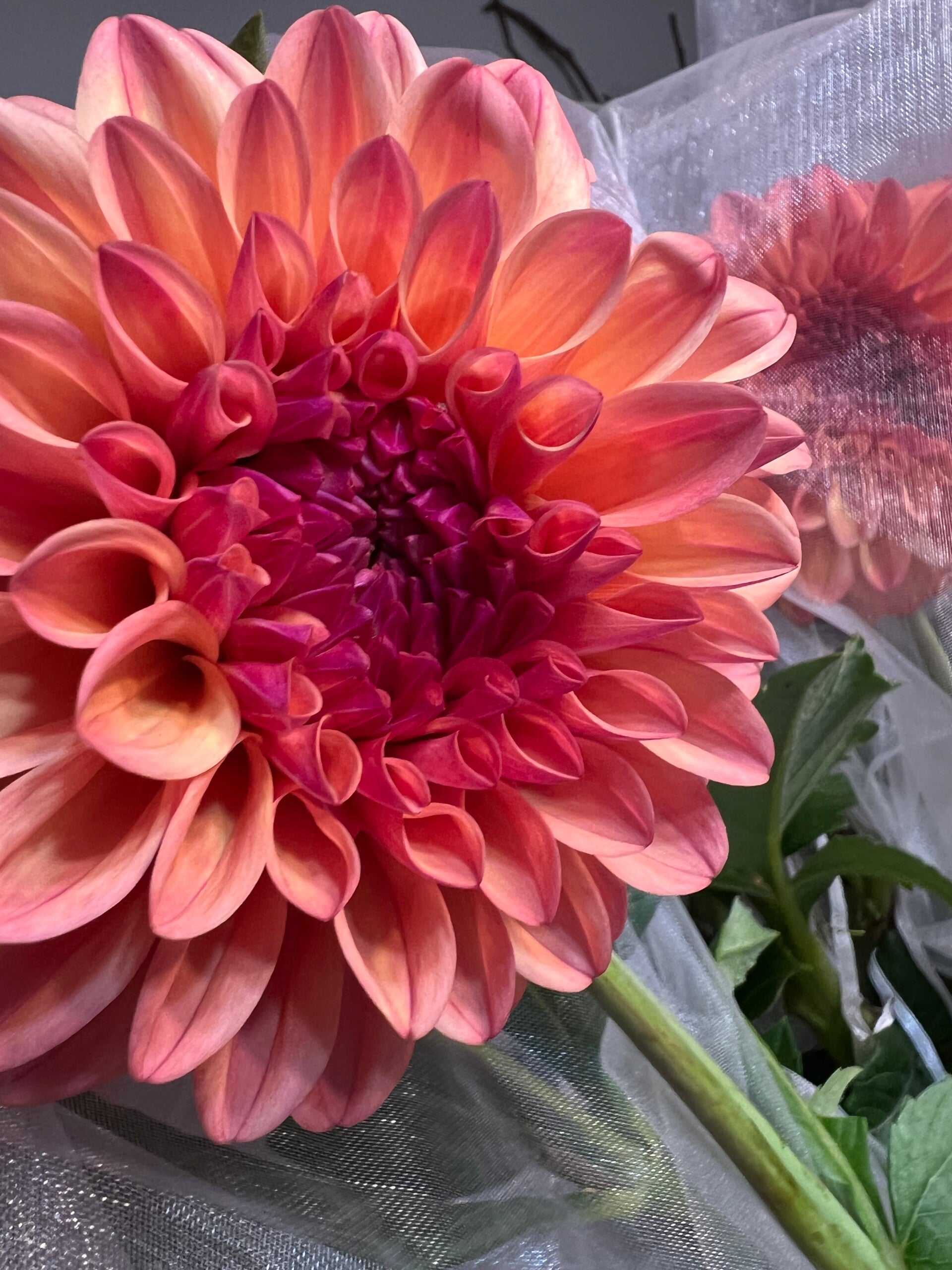 Ferncliff Copper | A Bloom and a Prayer LLC