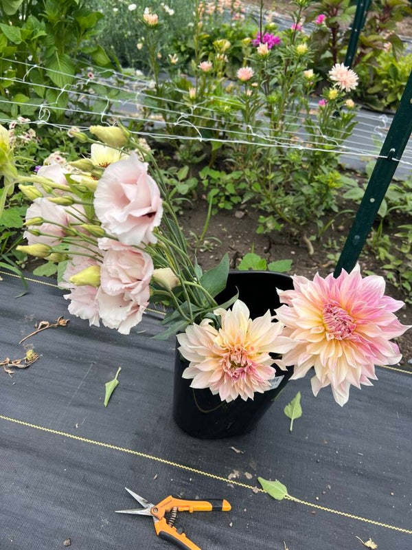 Adult You-Pick, Saturday, Sept.6, 6:30 pm-dusk