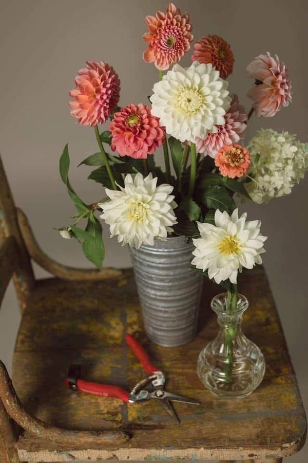 Adult You-Pick, Friday, Aug.15, 7 pm-dusk