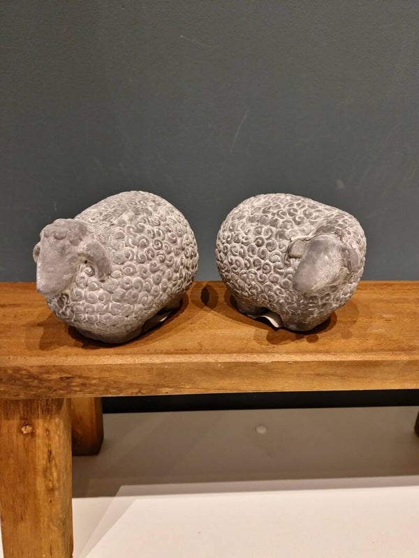 Schaap