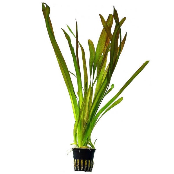 5x Vallisneria