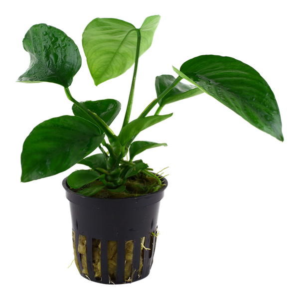 Anubias barteri ‘Gigantea large’