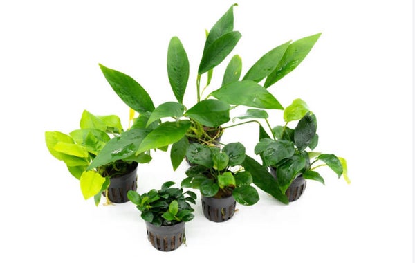 2x Assorted Anubias