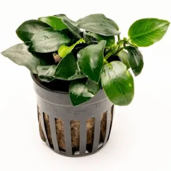 Anubias barteri ‘Gigantea medium’