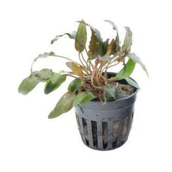 Cryptocoryne wendtii ‘Brown’