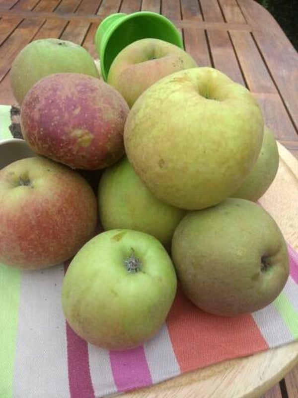 Appel rode Boscoop