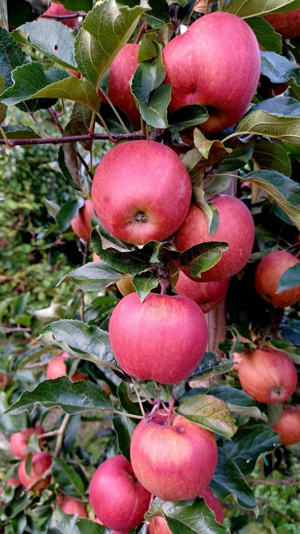 Appel Gala Schniga