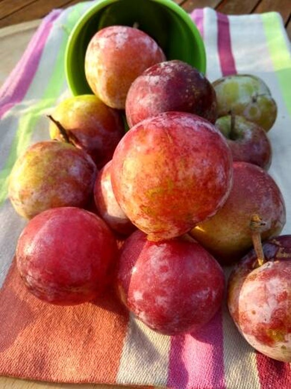 Pruimen- Reine Claude d’Athan Conducta