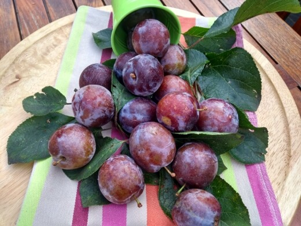 Pruimen - Mr. Hâtif