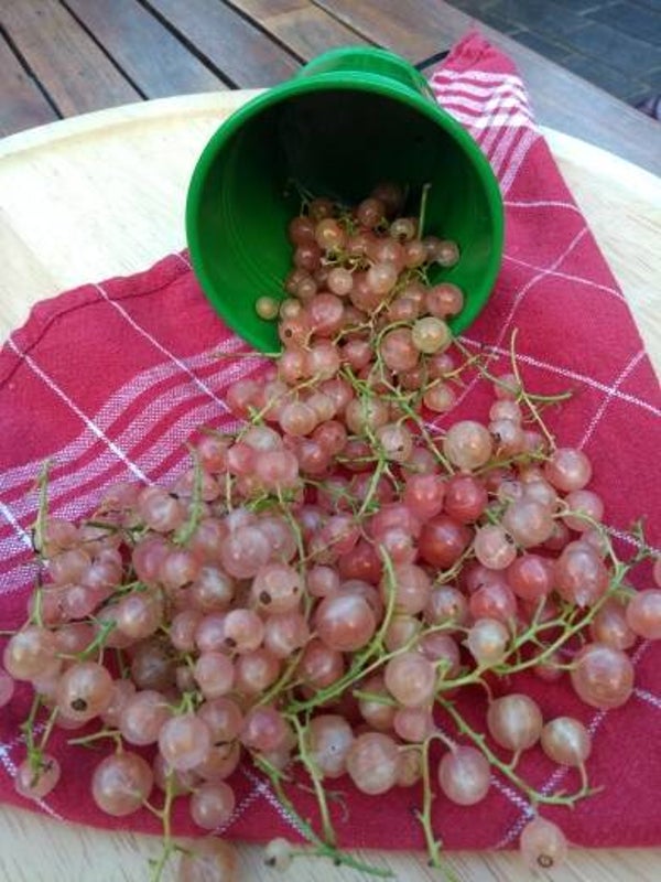 Witte trosbes (500 gram)