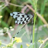 20170530_141_Bulgarije_Mierenleeuw-4.jpg