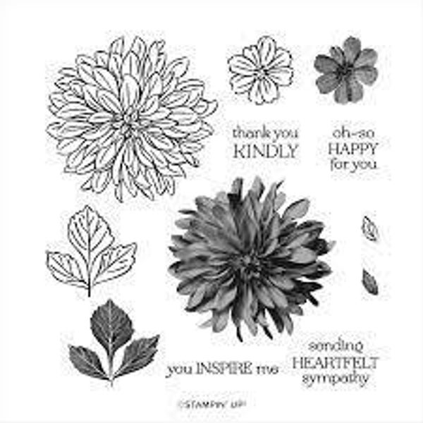 Delicate Dahlias