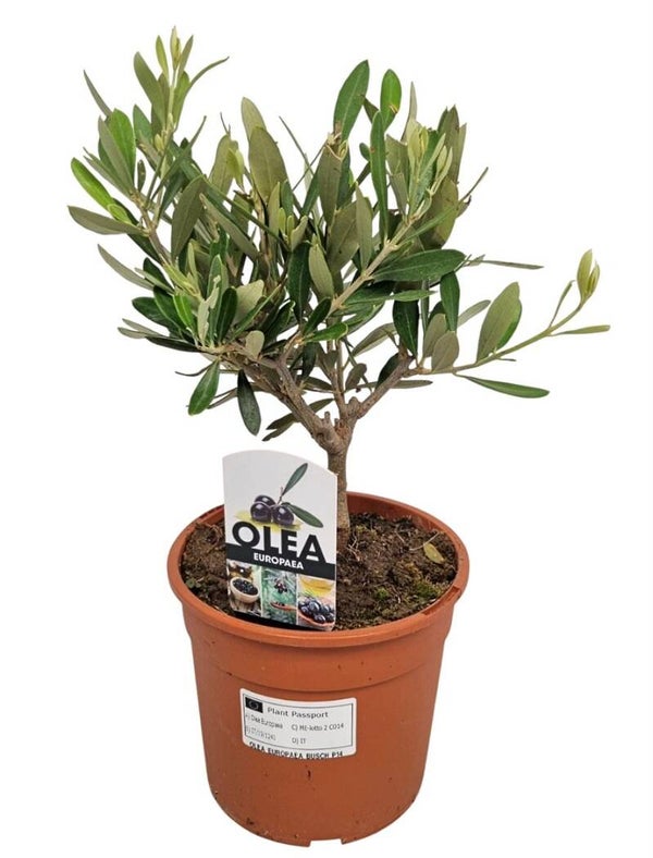 Olijfstruikje (Olea Europaea) – Potmaat 15 cm – Hoogte ca. 40 cm