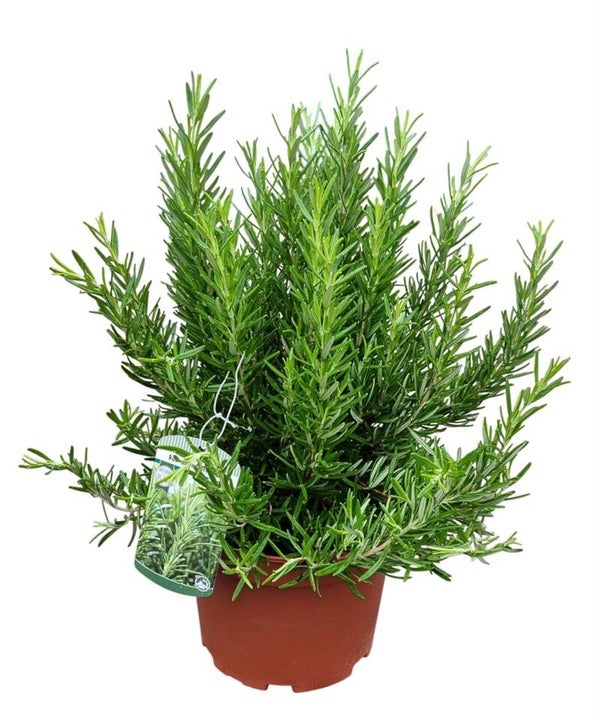 Rozemarijn Struik – Potmaat 19 cm – Hoogte ca. 40 cm