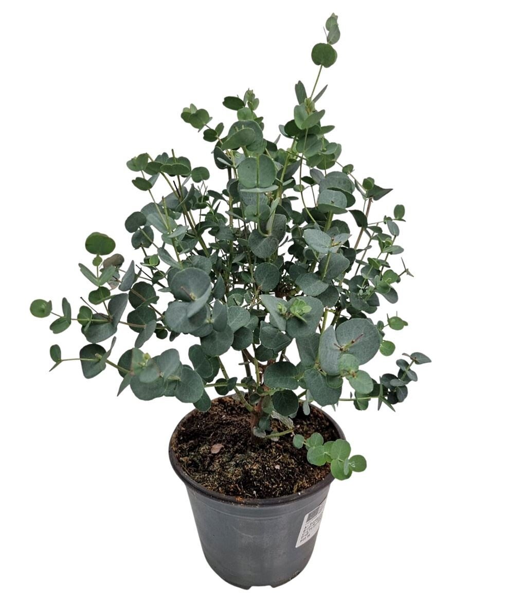 Eucalyptus Gunnii Struikje – Potmaat 14 cm - Hoogte ca 35 cm