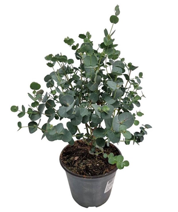 Eucalyptus Gunnii Struikje – Potmaat 14 cm - Hoogte ca 35 cm