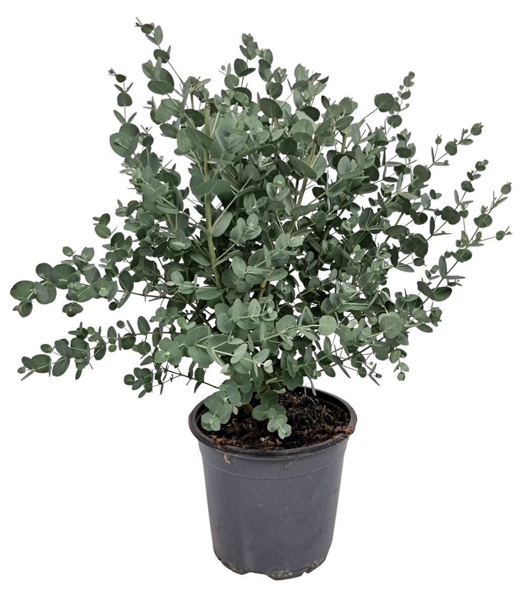 Eucalyptus Gunnii Struikje – Potmaat 17 cm – Hoogte ca. 50 cm