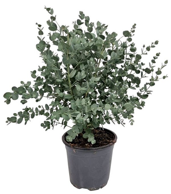 Eucalyptus Gunnii Struikje – Potmaat 17 cm – Hoogte ca. 50 cm