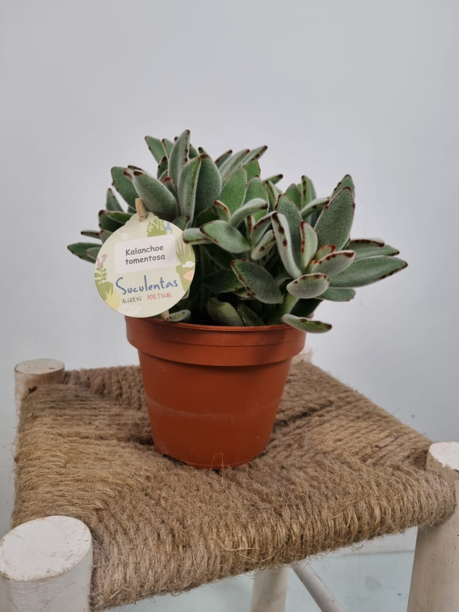 Kalanchoe Tomentosa – Potmaat 14 cm – Kamerplant