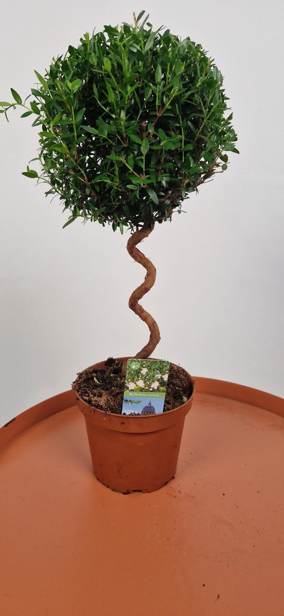 Myrtus Communis Gedraaide Stam Ø12