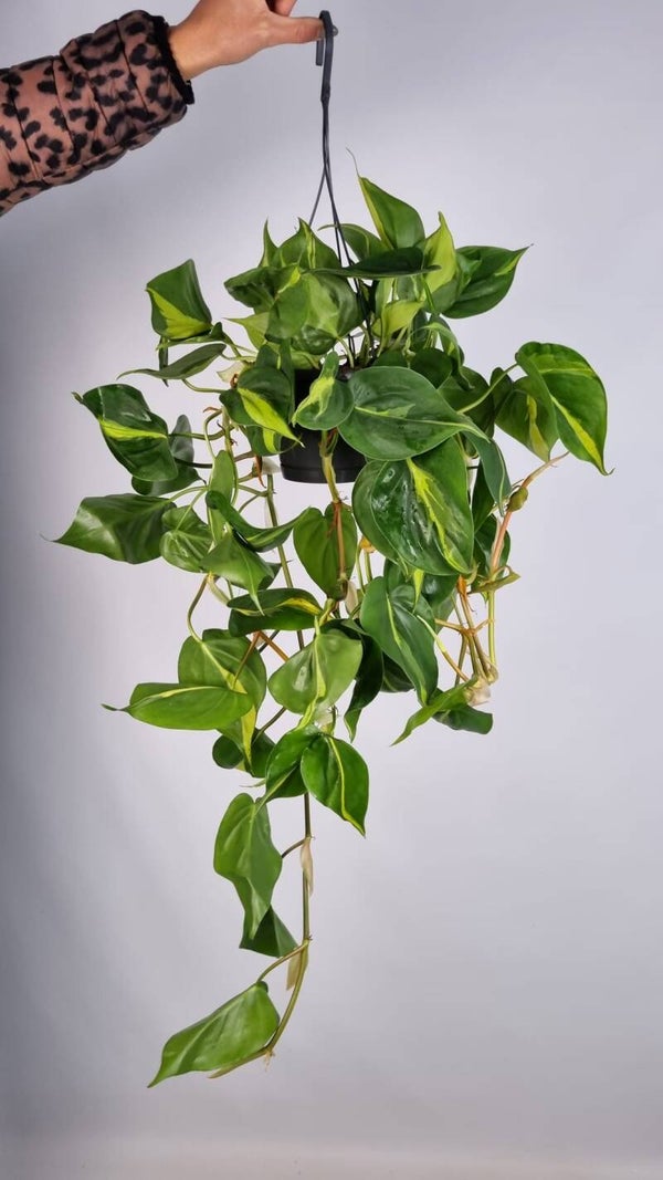 Philodendron Brasil – Hangpot 14 cm