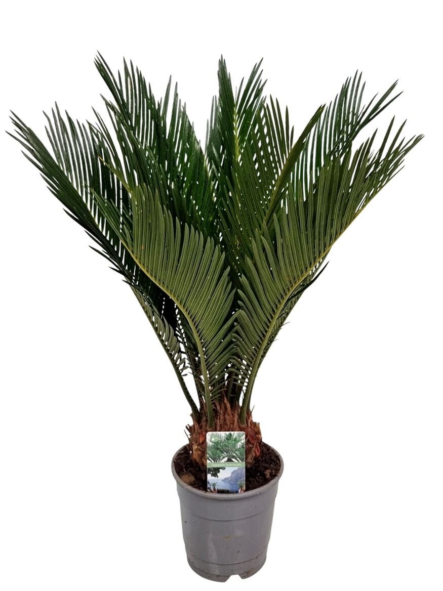 Cycas Revoluta – Potmaat 12 cm – Kamerplant - Hoogte ca 40 cm