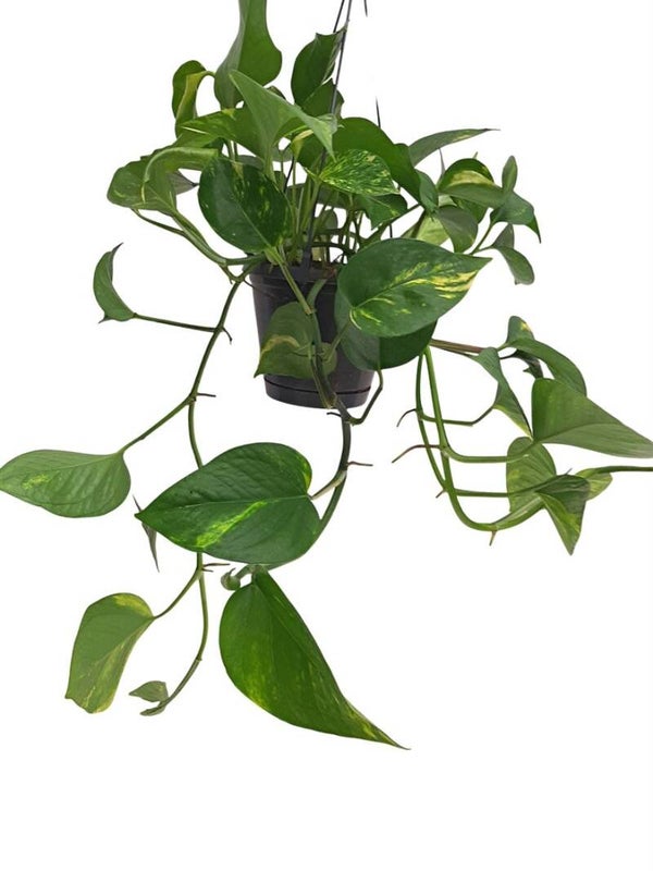 Epipremnum Pinnatum 'Aureum' Hangpot 14 cm