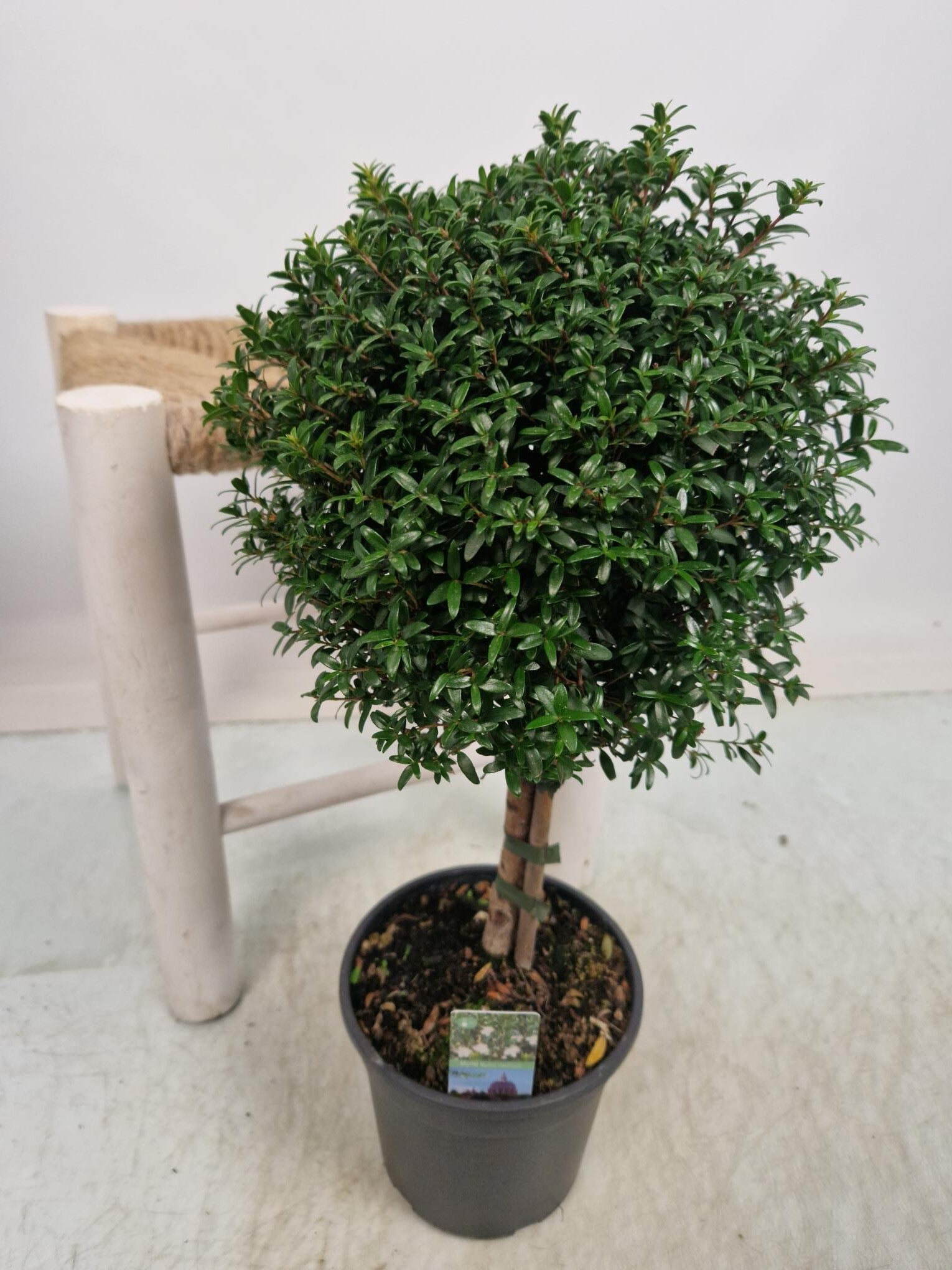 Myrtus Boompje – Potmaat 15 cm - Hoogte ca 50 cm