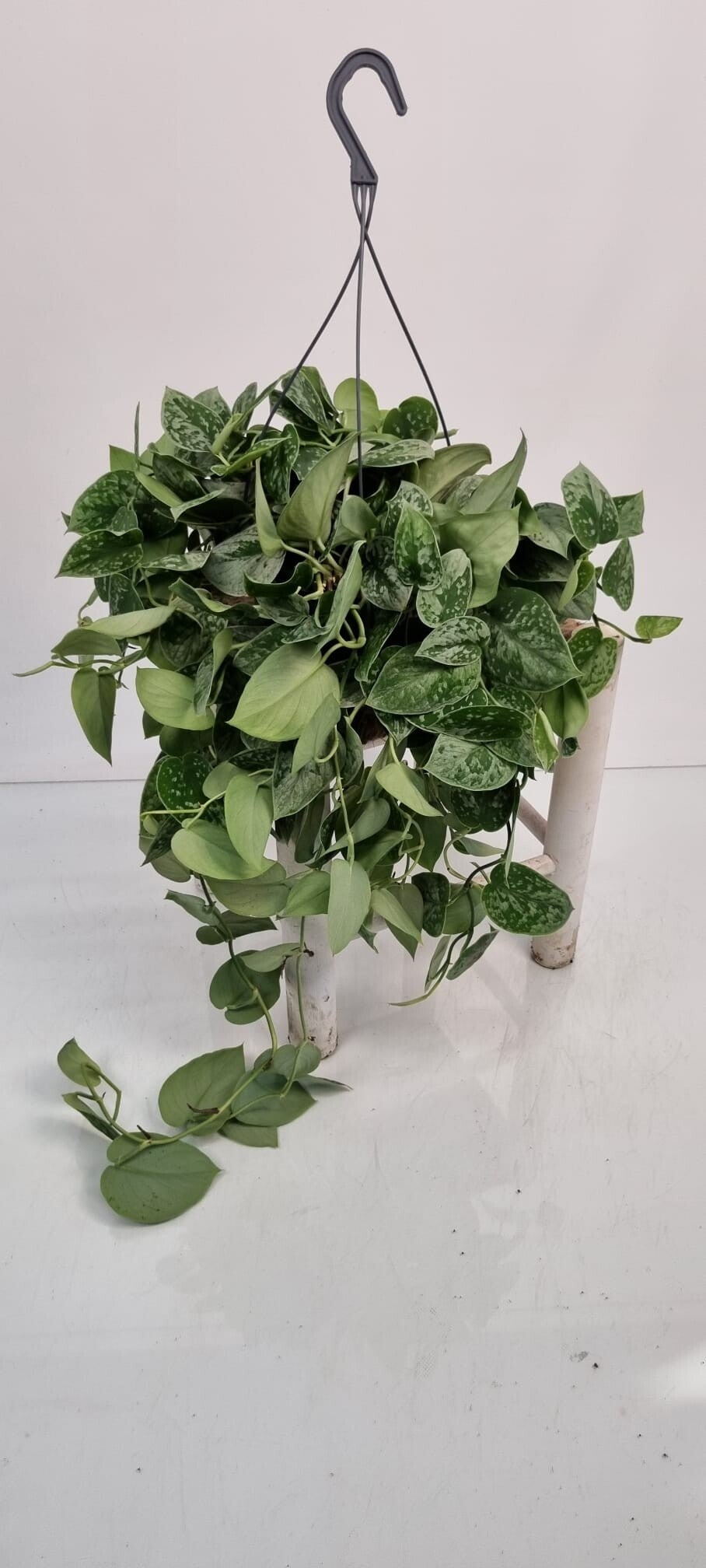 Scindapsus Silvery Ann Hangplant – Potmaat 19 cm
