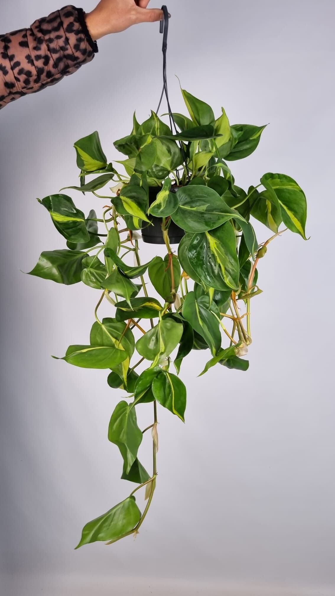 Philodendron Brasil – Hangpot 14 cm