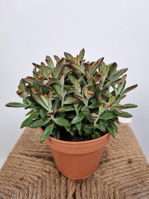 Kalanchoe Tomentosa Nigra – Potmaat 14 cm – Kamerplant