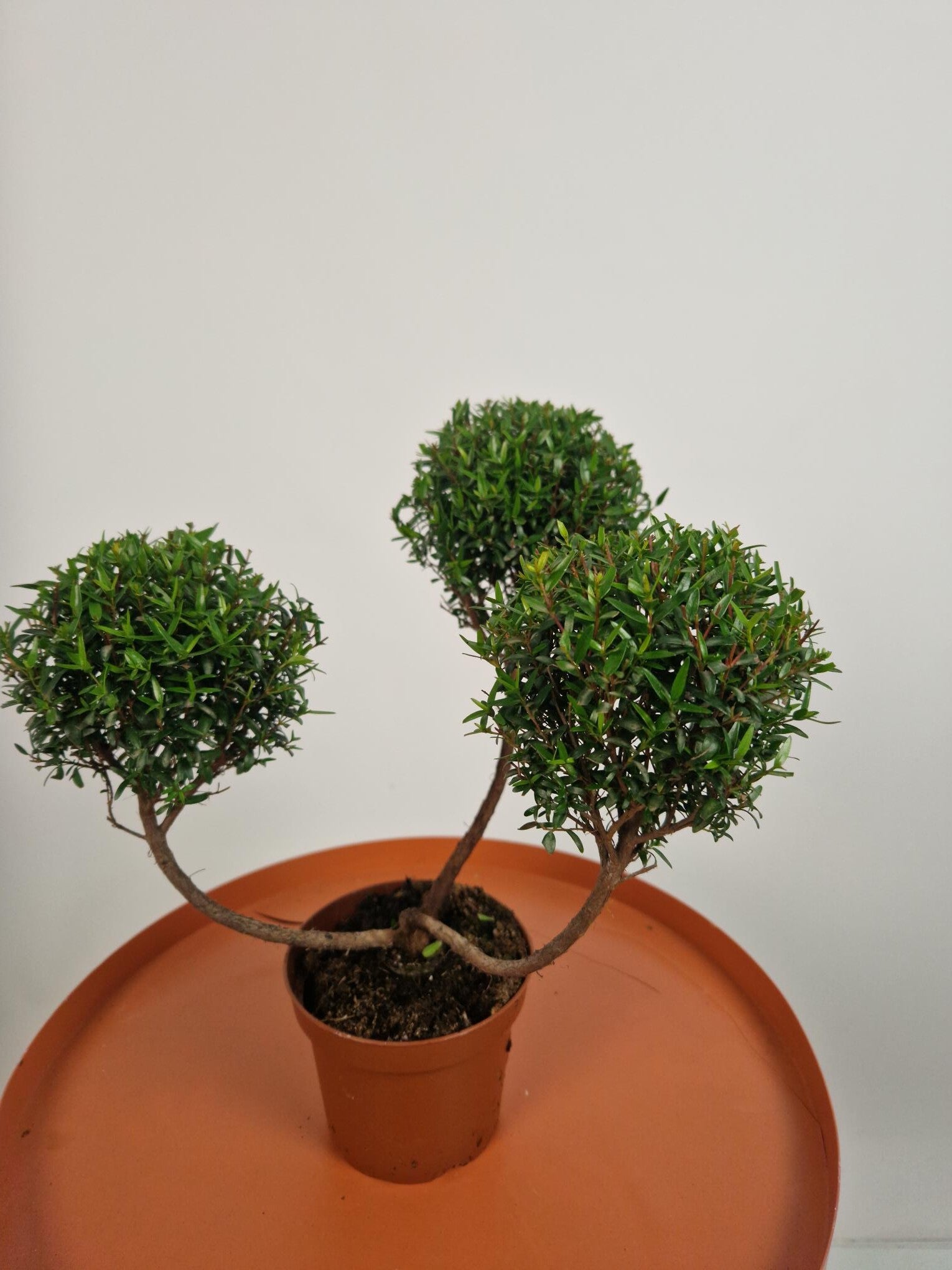 Myrtus communis (Myrte) pon pon Ø12